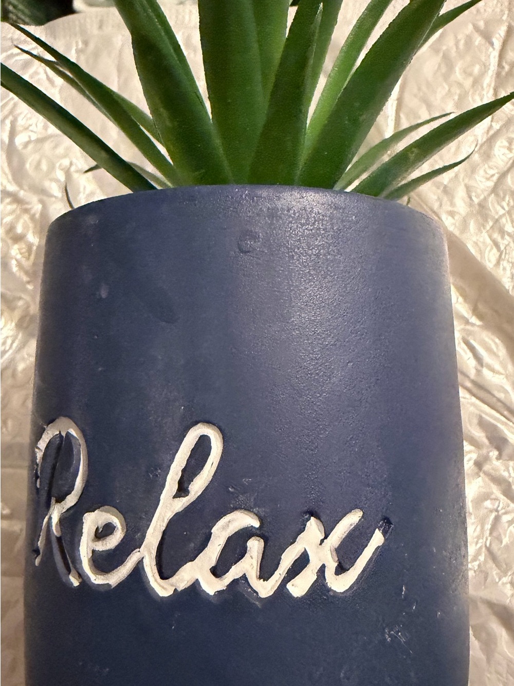 Succulent in navy blue pot that says relax
